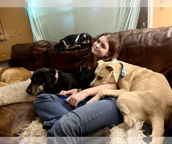 Medium Photo #10 Great Dane-Unknown Mix Puppy For Sale in Holly Springs, NC, USA