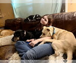 Small #9 Great Dane Mix