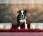 Small Photo #4 Boston Terrier Puppy For Sale in WARSAW, IN, USA
