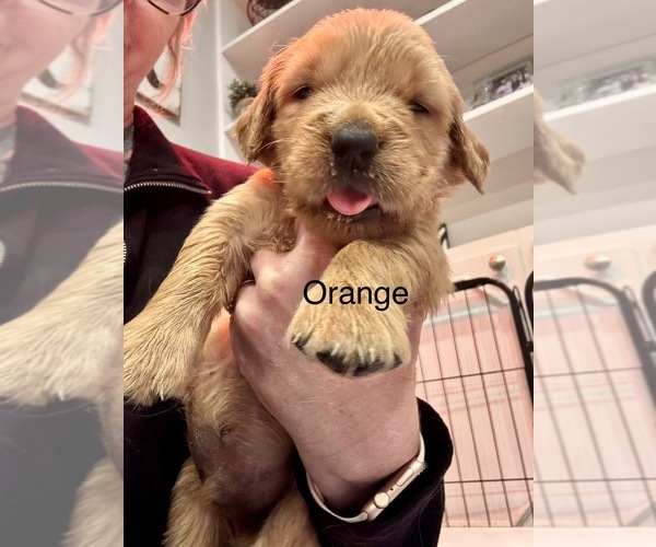 Medium Photo #2 Golden Retriever Puppy For Sale in GRAND RAPIDS, MI, USA