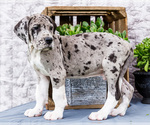 Puppy 7 Great Dane
