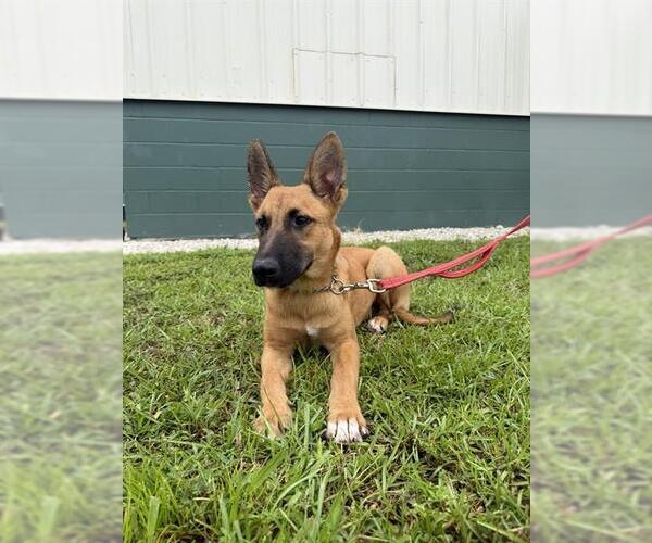 Medium Photo #1 German Shepherd Dog Puppy For Sale in Naples, FL, USA