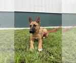 CARLO - Male German Shepherd Dog Dog for Adoption - Small photo