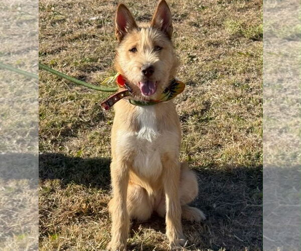 Medium Photo #3 Mutt Puppy For Sale in Grafton, WI, USA