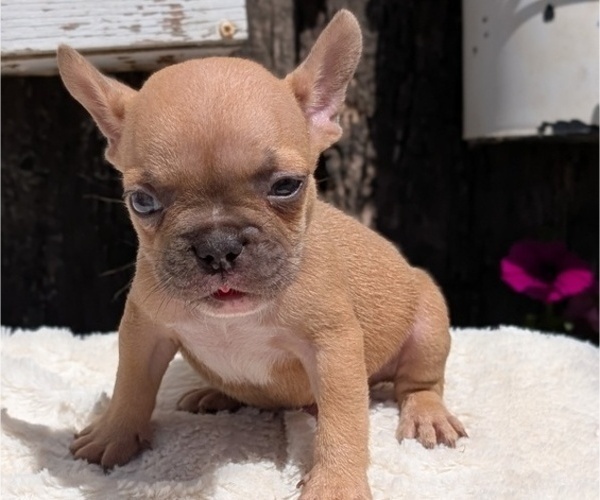 Medium Photo #9 French Bulldog Puppy For Sale in GOSHEN, IN, USA