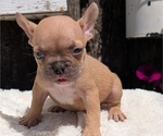 Small Photo #9 French Bulldog Puppy For Sale in GOSHEN, IN, USA