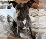 Small Photo #2 American Staffordshire Terrier-Unknown Mix Puppy For Sale in Dana Point, CA, USA