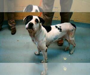 Mutt Dogs for adoption in Tulsa, OK, USA