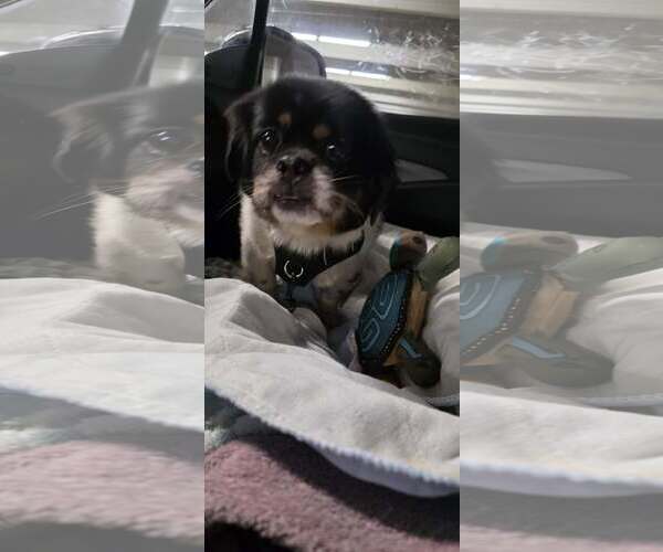 Medium Photo #2 Shinese Puppy For Sale in Tenafly, NJ, USA