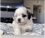 Small Photo #9 Shih-Poo-Zuchon Mix Puppy For Sale in GALENA, NV, USA