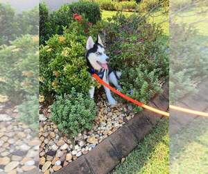 Siberian Husky Puppy for sale in NEW PORT RICHEY, FL, USA