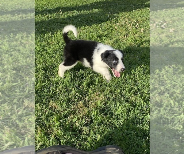 Medium Photo #14 Border Collie Puppy For Sale in BRISTOW, OK, USA