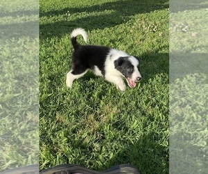 Medium Border Collie