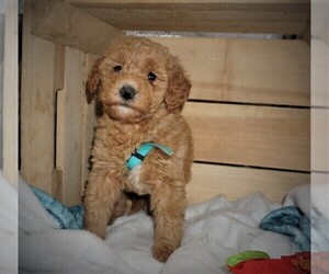 Goldendoodle (Miniature) Puppy for sale in LUBLIN, WI, USA