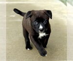 Small #2 Labrador Retriever Mix