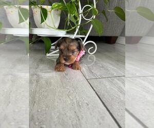 Yorkshire Terrier Puppy for Sale in RIVERSIDE, California USA