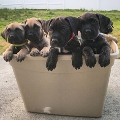 Presa Canario Puppy for sale in RALEIGH, NC, USA