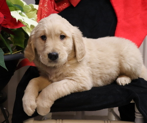 Golden Retriever Puppy for sale in SHILOH, OH, USA