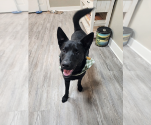 Mutt Dogs for adoption in Emmett, ID, USA