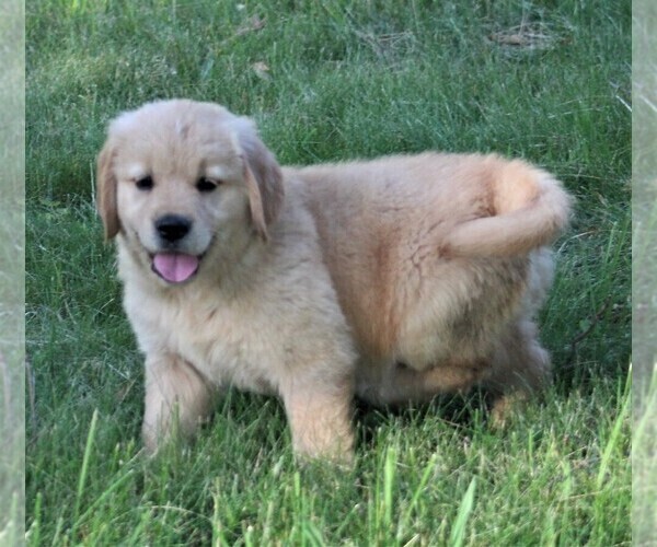 Medium Photo #3 Golden Retriever Puppy For Sale in JONES, MI, USA