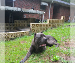 Father of the Cane Corso puppies born on 07/25/2022