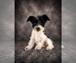 Small #3 Schnauzer (Miniature)