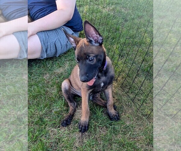Medium Photo #21 Belgian Malinois Puppy For Sale in OSHKOSH, WI, USA