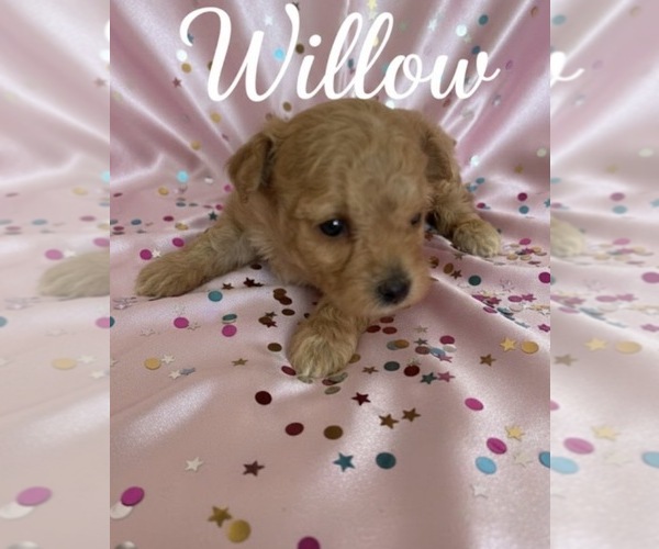 Medium Photo #1 Poodle (Toy) Puppy For Sale in MATTOON, IL, USA