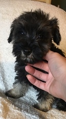 Schnauzer (Miniature) Puppy for sale in OLLA, LA, USA