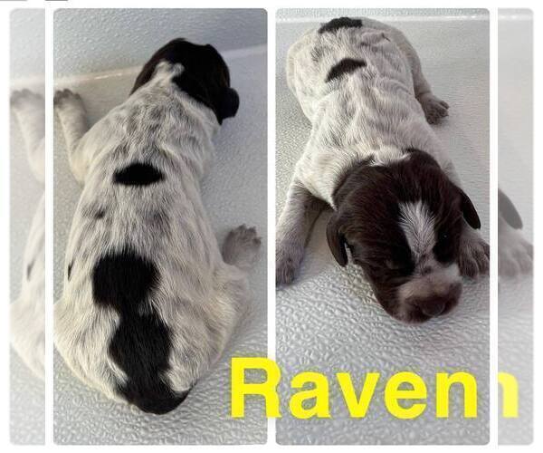 Medium Photo #2 Wirehaired Pointing Griffon Puppy For Sale in CALDWELL, ID, USA