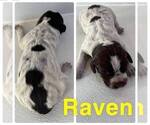 Small Photo #2 Wirehaired Pointing Griffon Puppy For Sale in CALDWELL, ID, USA