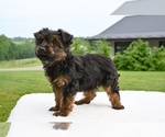 Small #1 Yorkshire Terrier