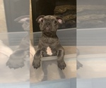 Small Photo #3 French Bulldog Puppy For Sale in AURORA, CO, USA