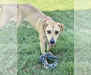 Honey - Female Labrador Retriever-Unknown Mix Dog for Adoption - Photo #4