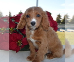 Small Photo #11 Cavapoo Puppy For Sale in CELINA, OH, USA