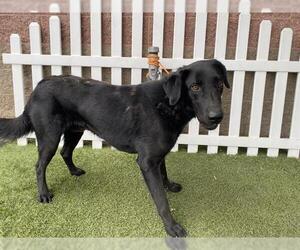 Labrador Retriever-Unknown Mix Dogs for adoption in Modesto, CA, USA