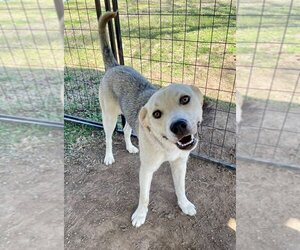 Huskies -Labrador Retriever Mix Dogs for adoption in Claremore, OK, USA