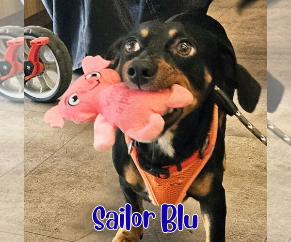 Medium Photo #4 Dachshund Puppy For Sale in San Antonio, TX, USA