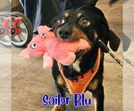 Small #3 Dachshund