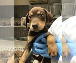 Labrador Retriever-Unknown Mix Dogs for adoption in Conroe, TX, USA
