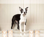 Small Photo #3 Boston Terrier Puppy For Sale in WARSAW, IN, USA