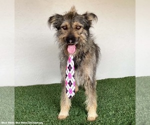 Paco - Male Mutt Dog for Adoption - Photo #3