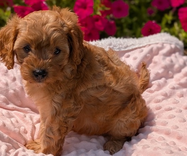 Medium Photo #51 Cavapoo Puppy For Sale in GOSHEN, IN, USA