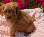 Small Photo #51 Cavapoo Puppy For Sale in GOSHEN, IN, USA