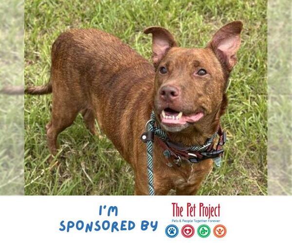 Medium Photo #1 Unknown-Vizsla Mix Puppy For Sale in Fort Lauderdale, FL, USA