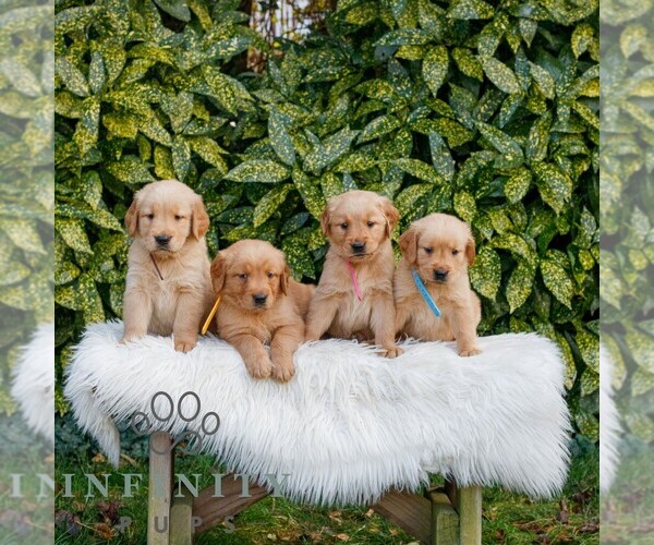 Medium Photo #2 Golden Retriever Puppy For Sale in NEW HOLLAND, PA, USA