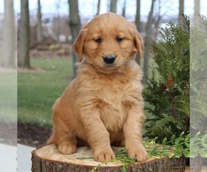 Golden Retriever Puppy for sale in EAST EARL, PA, USA