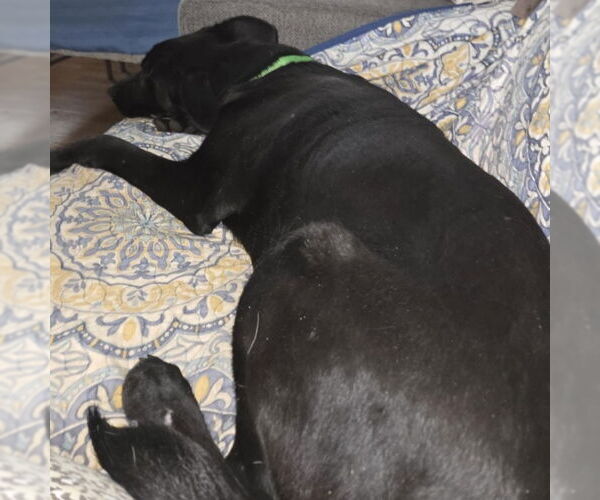 Medium Photo #3 Labrador Retriever Puppy For Sale in Limerick, ME, USA