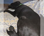 Small #2 Labrador Retriever