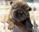 Small Photo #14 French Bulldog Puppy For Sale in LEHIGH ACRES, FL, USA